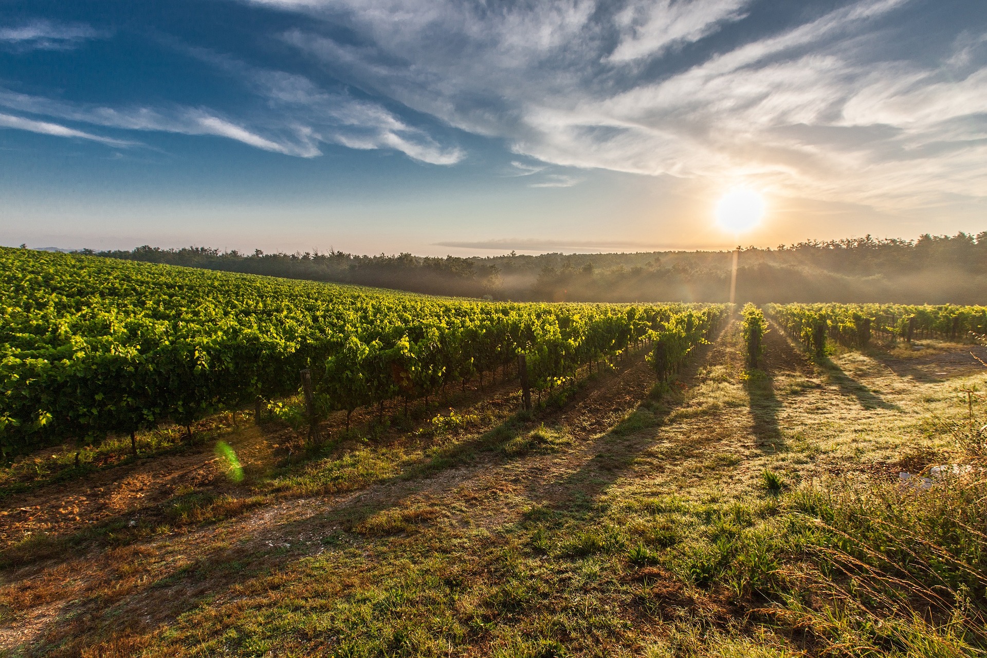 From Experimentation to Cumulative Capacity: Uneven Skills Governance in Regional Wine Economies From Experimentation to Cumulative Capacity: Uneven Skills Governance in Regional Wine Economies
